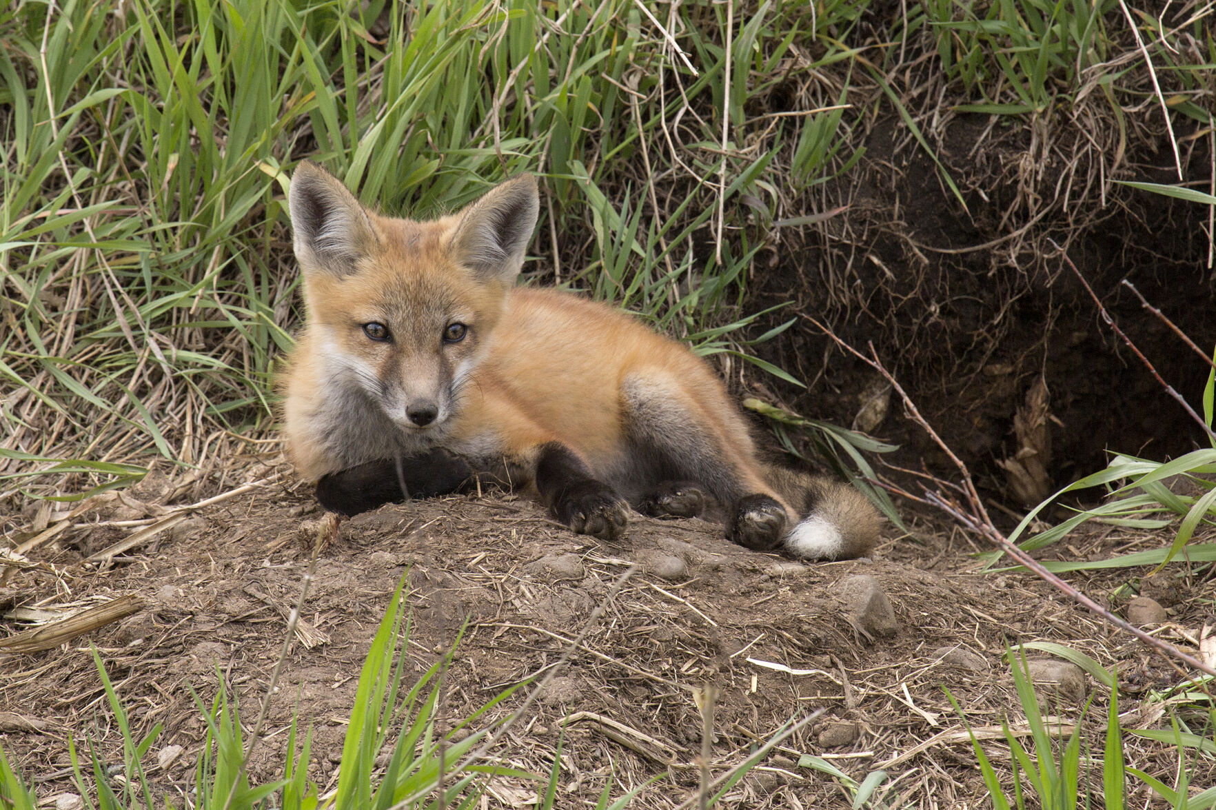 Monica Edeker fox kit photo